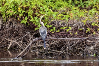 Bird on a branch on the bank, surrounded by vines and green vegetation, The American Darter