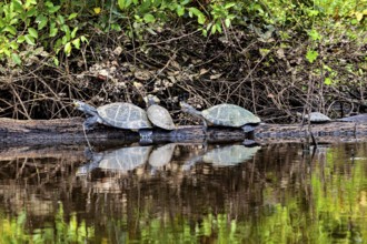 Two turtles on a tree trunk above the calm water with natural elements, The Terekay rail turtle