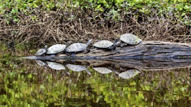 A group of turtles on a tree trunk in the water with reflection and dense vegetation, The Terekay