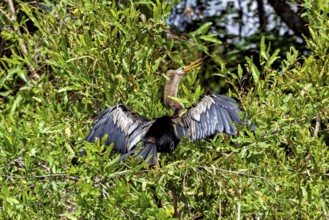 A bird spreads its wings between the green bushes, the American Darter (Anhinga anhinga) in the