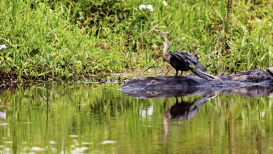 A bird on the bank of a body of water, its reflection in the calm water, The American Darter