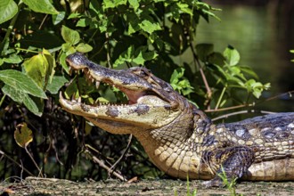 A crocodile with its mouth open lying in a green, natural environment, the black caiman