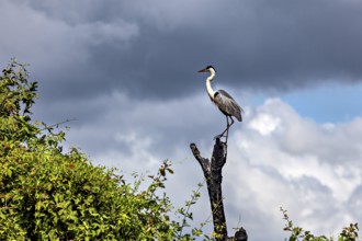 A heron perched majestically on a tree stump against a dramatic sky with clouds, The Cocoi Heron