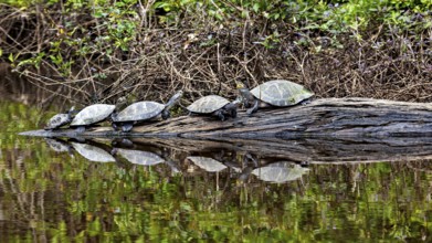 Several turtles lying on a tree trunk above the water, reflected in the water, The Terekay rail