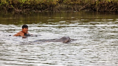 A smiling human swims next to a dolphin in a river, The Bolivian river dolphin (Inia boliviensis)