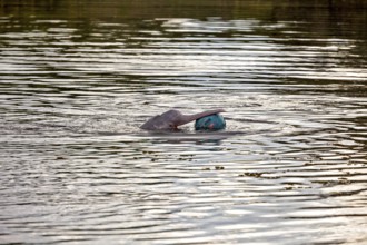 A dolphin in a river playing with a ball on the surface of the water, The Bolivian river dolphin