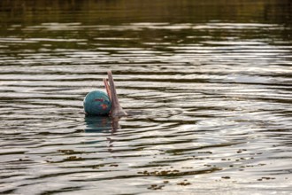 A dolphin balances a ball on the tip of its nose on the river, The Bolivian river dolphin (Inia