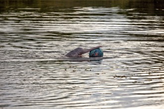 A dolphin plays with a ball on the calm surface of a river, The Bolivian river dolphin (Inia