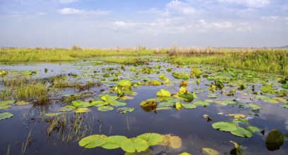 Water lilies (Nymphaeaceae), landscape at Mabamba Swamp, Lake Victoria, Uganda