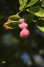 Fruits of the magnolia, September, Germany