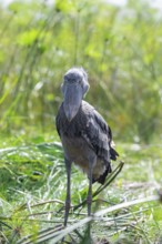 Shoebill (Balaeniceps rex) in the swamps of Mabamba between Papyrus, Lake Victoria, Uganda