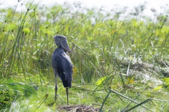 Shoebill (Balaeniceps rex) in the swamps of Mabamba between Papyrus, Lake Victoria, Uganda
