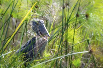 Shoebill (Balaeniceps rex) in the swamps of Mabamba, Lake Victoria, Uganda