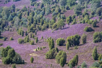 Purple flowering heath, broom heather and juniper bushes, in Totengrund, Wilsede, Lüneburg Heath