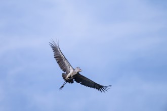 Shoebill (Balaeniceps rex) in flight, bird in the sky, Mabamba, Lake Victoria, Uganda