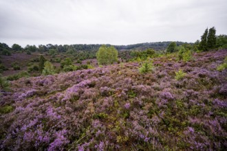 Purple flowering heath, broom heather and juniper bushes, Lüneburg Heath nature reserve, Lower