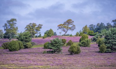 Purple flowering heath, heather and juniper bushes, Lüneburg Heath nature reserve, Lower Saxony,
