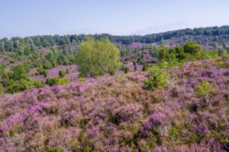 Purple flowering heath, broom heather and juniper bushes, in Totengrund, Wilsede Lüneburg Heath