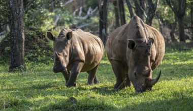 Two animals, Southern white rhinoceros (Ceratotherium simum simum), Ziwa Rhino Sanctuary, Uganda