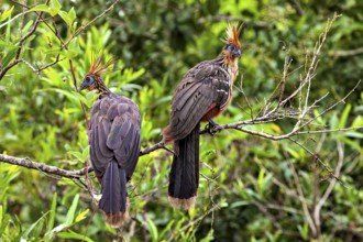 Two birds with feathered caps resting on branches in green surroundings, the hoatzin (Opisthocomus