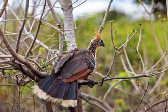 A bird with a magnificent feathered cap sits on a bare branch, the hoatzin (Opisthocomus hoazin),