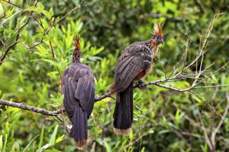 Two birds with conspicuous feather caps sitting together on branches, the hoatzin (Opisthocomus
