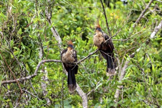 Two birds with feathered caps sitting on branched branches in green surroundings, the hoatzin