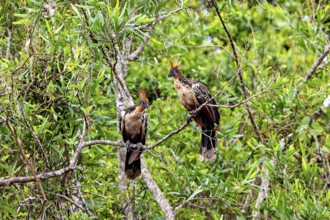 Two birds with feather crests in dense green vegetation on branches, the hoatzin (Opisthocomus