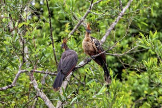 Two birds with feathered caps sitting on branches in lush green surroundings, the hoatzin