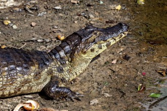 A crocodile lies on its side on the earthy surface, surrounded by natural surroundings, The black