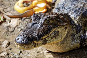 Close-up of a crocodile face on the ground, The black caiman (Melanosuchus niger), also known as