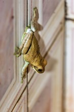 A frog climbs up a wooden wall and shows green and brown colours, Bokermannohyla frog from the