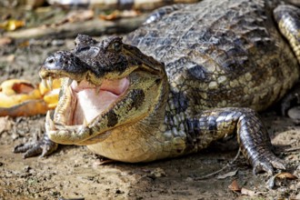 A crocodile lies on the ground with its mouth open and shows its teeth, The black caiman