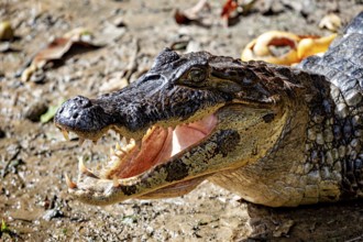 Close-up of a crocodile lying on its side with its mouth open, the black caiman (Melanosuchus