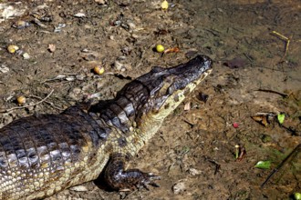 A crocodile lies on the earthy surface and looks upwards in nature, The black caiman (Melanosuchus