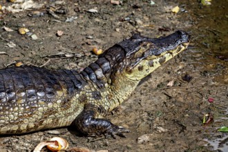 A crocodile lies on its side on the ground and looks upwards, The black caiman (Melanosuchus