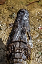 Frontal view of a crocodile on earth with focussed head, The black caiman (Melanosuchus niger),