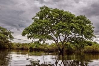 A large tree stands in the water under a cloudy sky in a tranquil landscape, The pampas swamps in