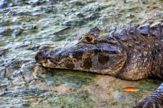 A crocodile lies with its head on the ground, detailed skin texture visible, The black caiman