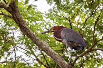 A bird rests on a branch surrounded by dense green foliage in the jungle, The Marbled Heron