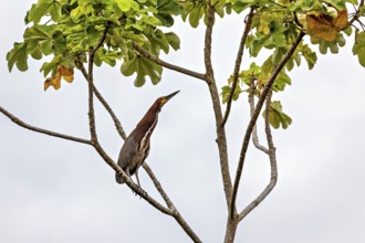 A bird sits attentively on a branch under a cloudy sky, The Marbled Heron (Tigrisoma lineatum) in