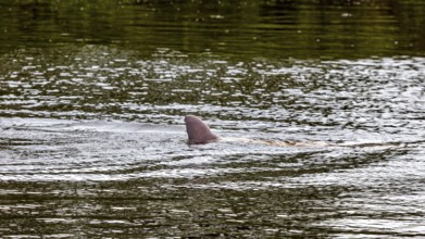 A dolphin's dorsal fin cuts through the surface of a river, The Bolivian river dolphin (Inia