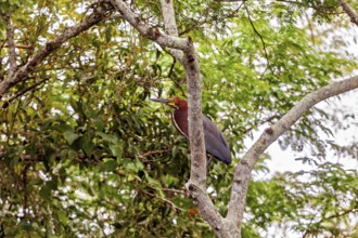A bird sits on a branch amid lush green leaves in the jungle, the marbled heron (Tigrisoma