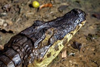 Close-up of the head of a crocodile on earthy ground, The black caiman (Melanosuchus niger), also