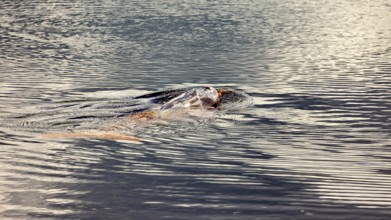 A mammal swims just below the water surface in a river, The Bolivian river dolphin (Inia