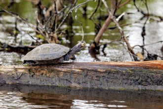 A turtle on a tree trunk above the water in a natural environment, The Terekay rail turtle