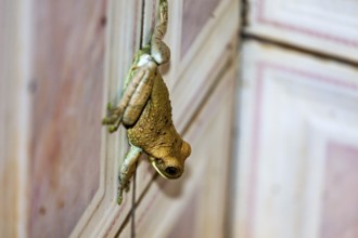 A frog hangs on a wooden wall, its skin shows green and brown tones, Bokermannohyla frog from the