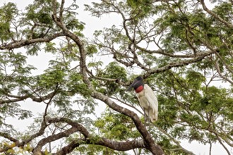 A stork sits on a tree with green leaves, the atmosphere is calm and natural, The Jabiru (Jabiru