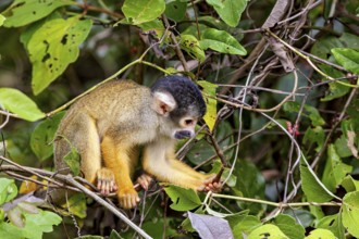 A small monkey examines something on a branch in the tropical jungle, surrounded by leaves, The