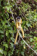 A monkey balances on a branch in the middle of a lush green jungle, curious and attentive, The
